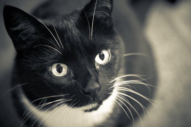 猫洛莉想要食物图片下载