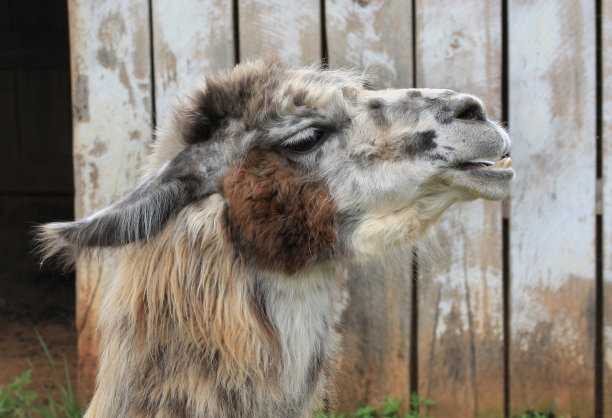 叫做Silhouette图片下载