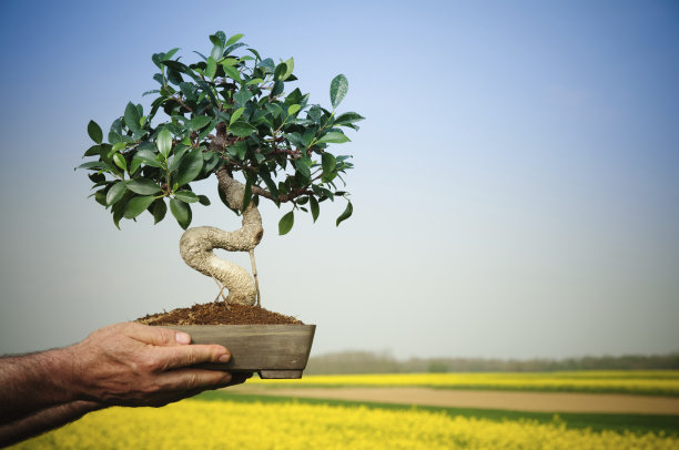 手捧盆景树图片下载