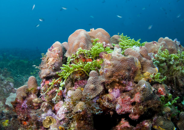 五彩缤纷的珊瑚图片下载