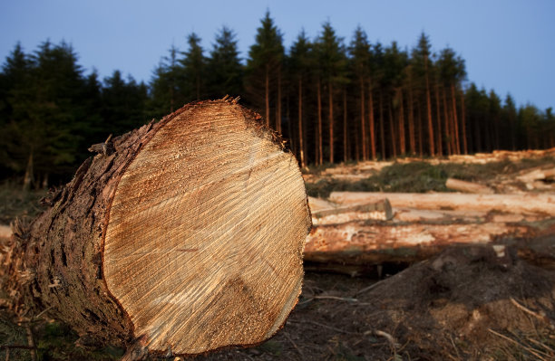 森林砍伐图片下载
