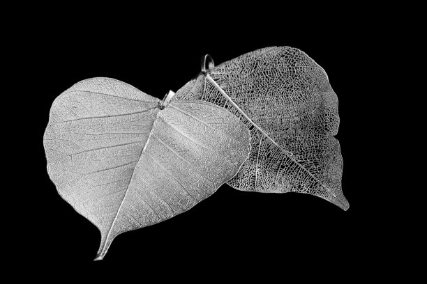 石灰叶呈银质图片下载