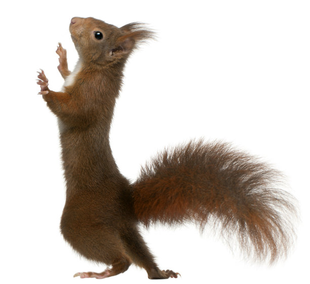 白色背景上的欧亚红松鼠图片下载