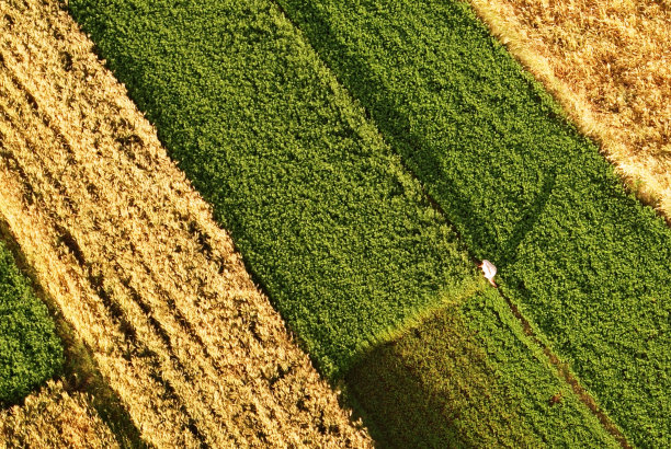 埃及田野图片下载