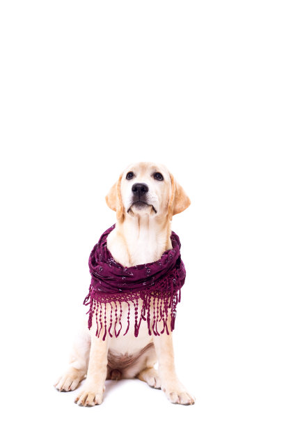 可爱的母狗图片下载