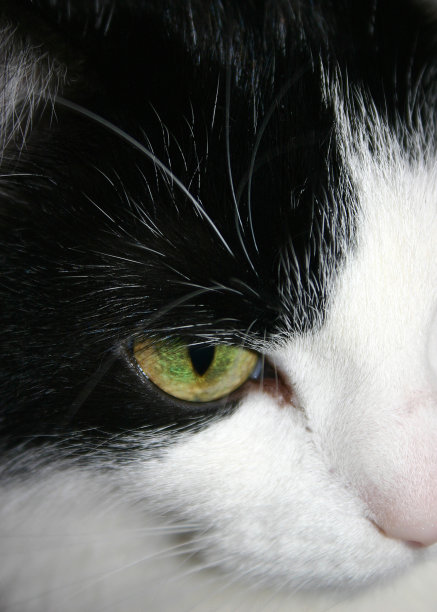 猫眼睛的特写镜头图片下载