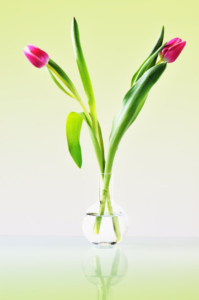 花瓶里的两朵郁金香图片下载