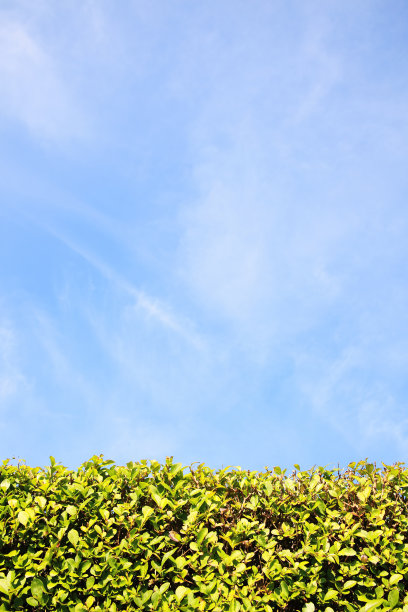 女贞树篱背景图片下载