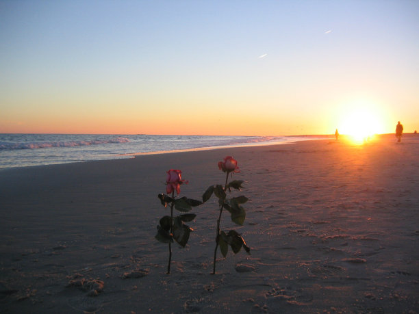 玫瑰夫妇在海滩上看日落图片下载