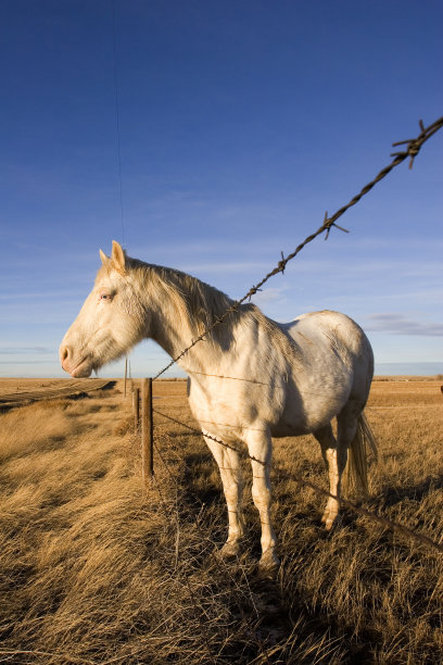 老的马图片下载