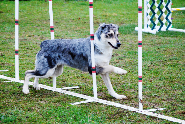 普兰斯红旗手图片下载
