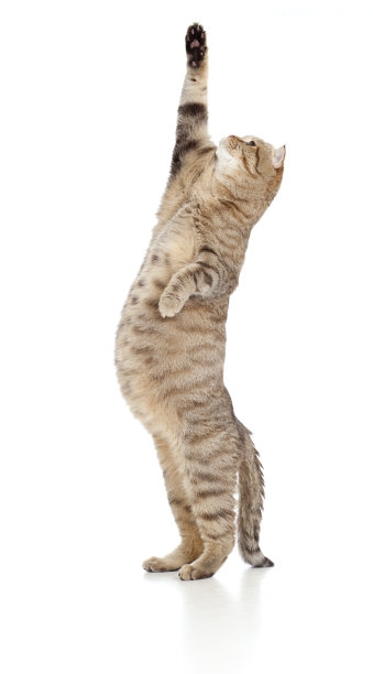 怀孕的猫向上看孤立的白色图片下载