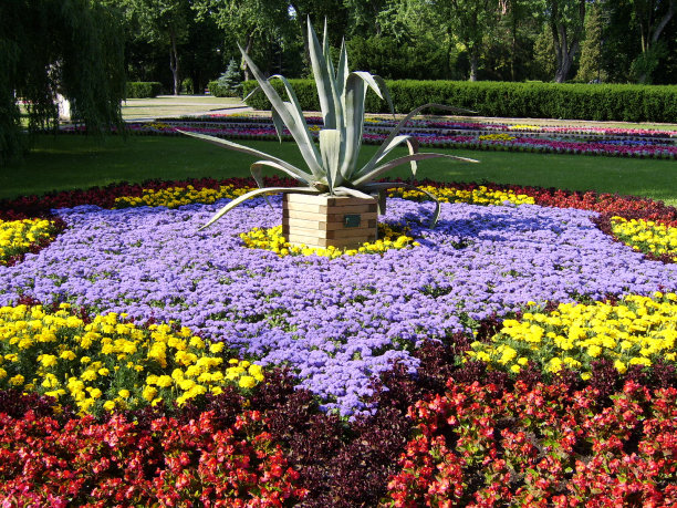 龙舌兰和其他花图片下载