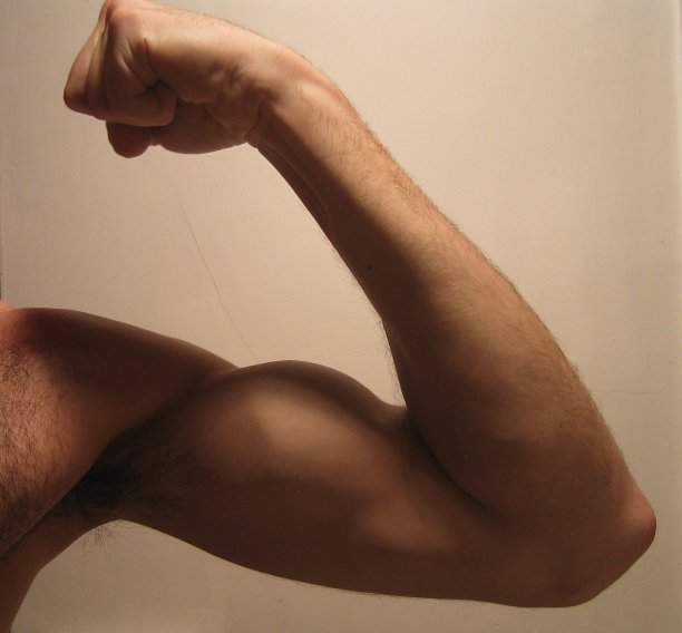 弯曲二头肌图片下载