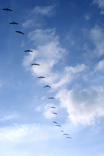 鸟儿排成一排飞行图片下载