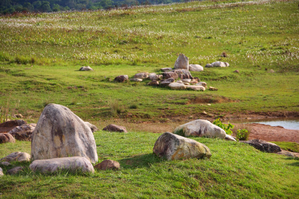 草地上的石头图片下载