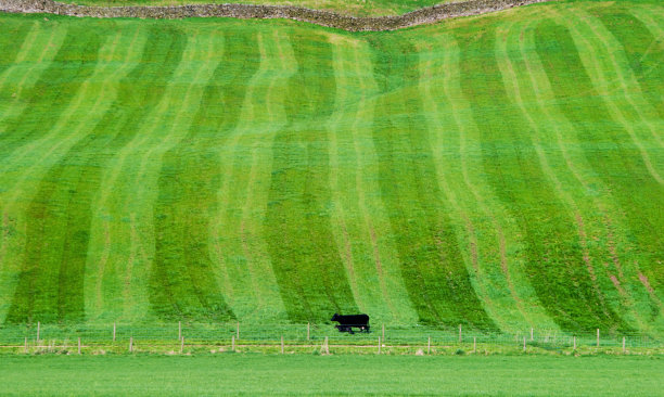 奶牛在绿色的斜坡上图片下载