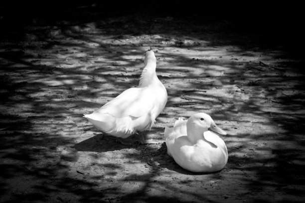 离开已经图片下载