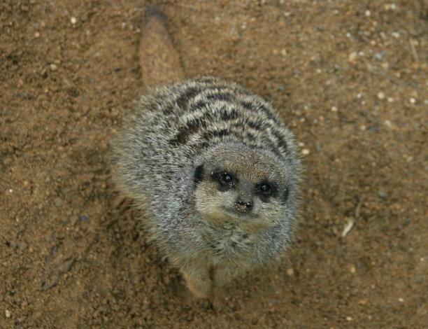 苹果猫图片下载