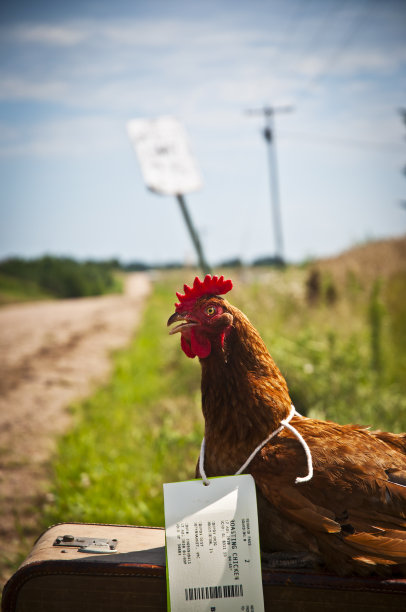 鸡肉和手提箱(食物里程)图片下载