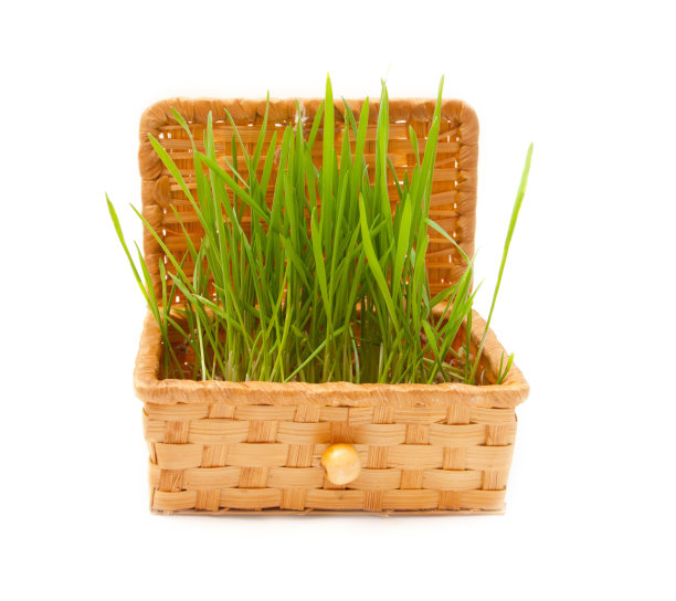 稻草棺材里的小麦图片下载