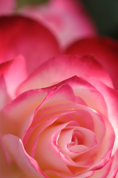 花近距离图片下载