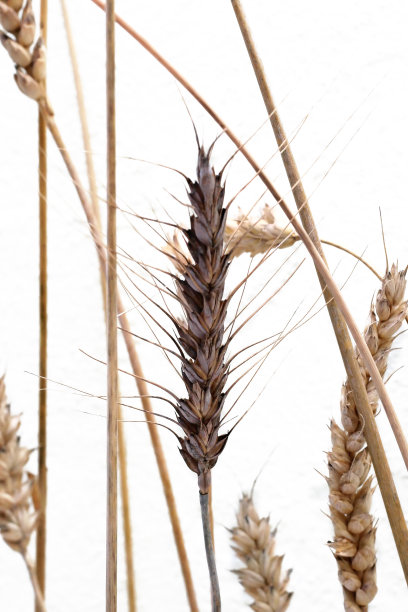 小麦图片下载