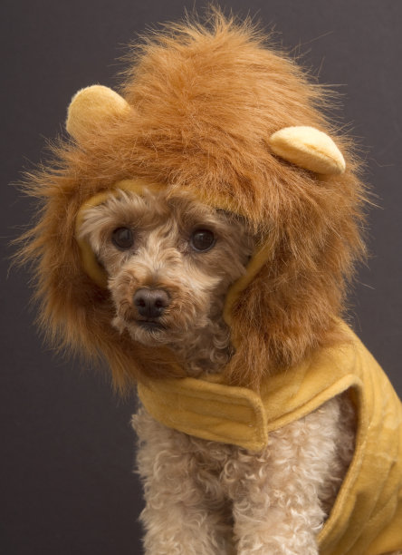 狮子的狗爆头图片下载