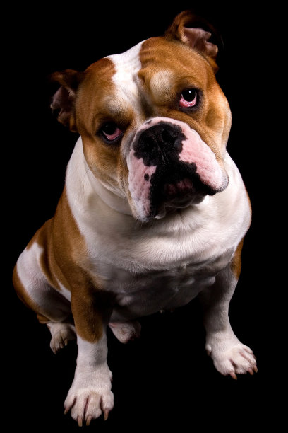 英国斗牛犬看起来很好奇图片下载