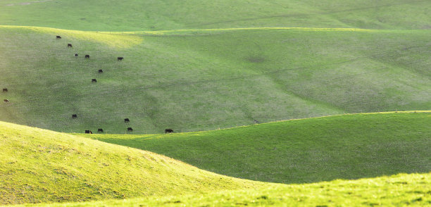 在起伏的青山上吃草的牛图片下载