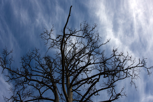 露出秋天的树图片下载