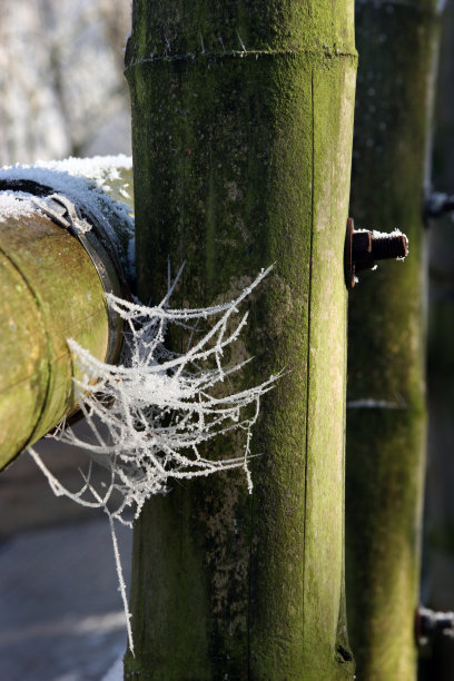 冰雪仙境的蜘蛛网图片下载