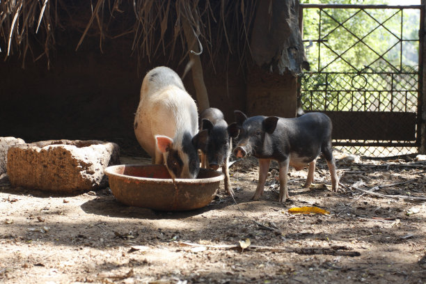 猪吃图片下载
