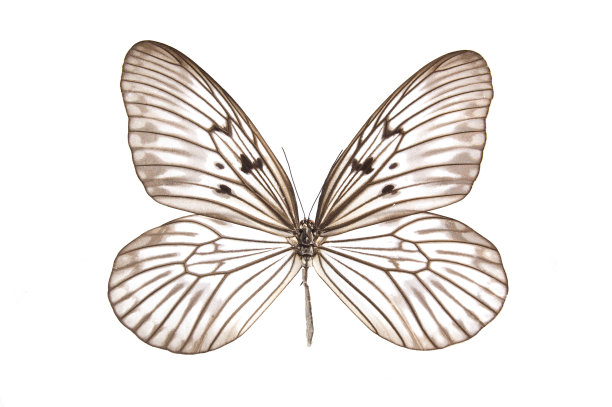 柳条蝴蝶图片下载