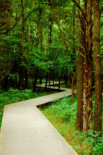 密苏里州的森林图片下载