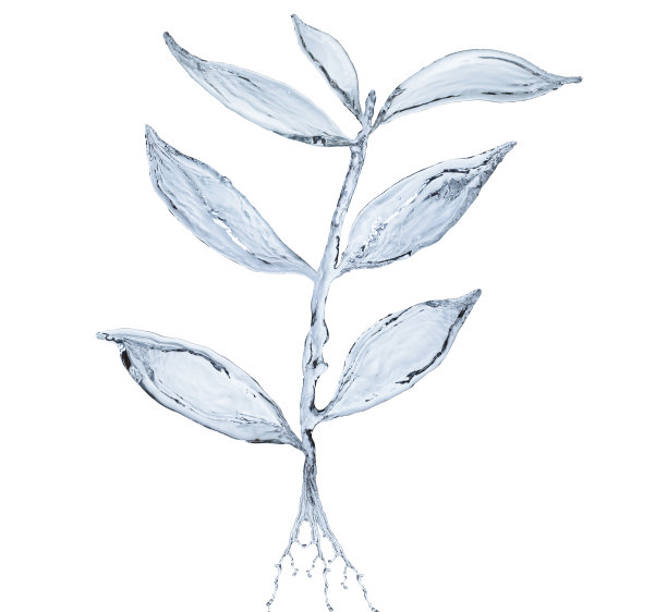 白底上的水树图片下载