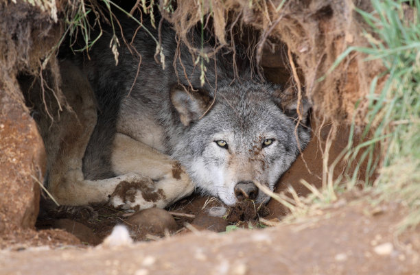 大灰狼图片下载