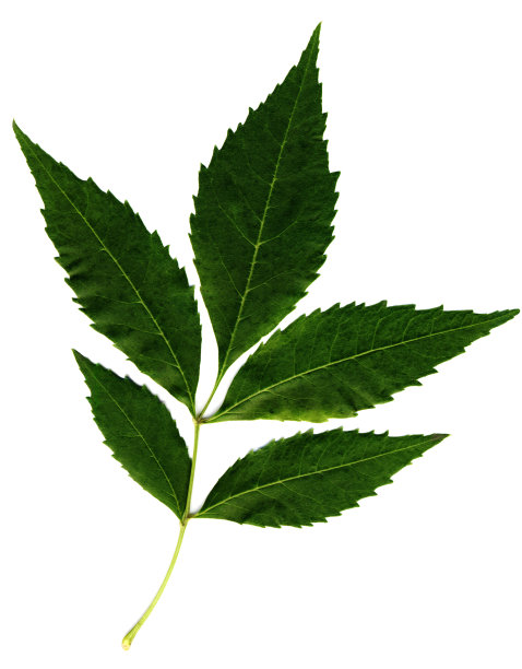 叶图片下载