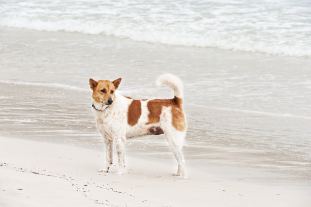 海滩上的牛皮狗图片下载
