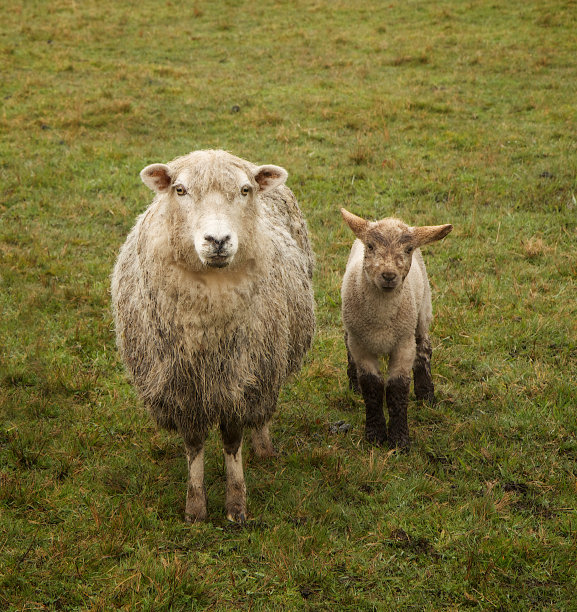 羊妈妈和羊宝宝图片下载