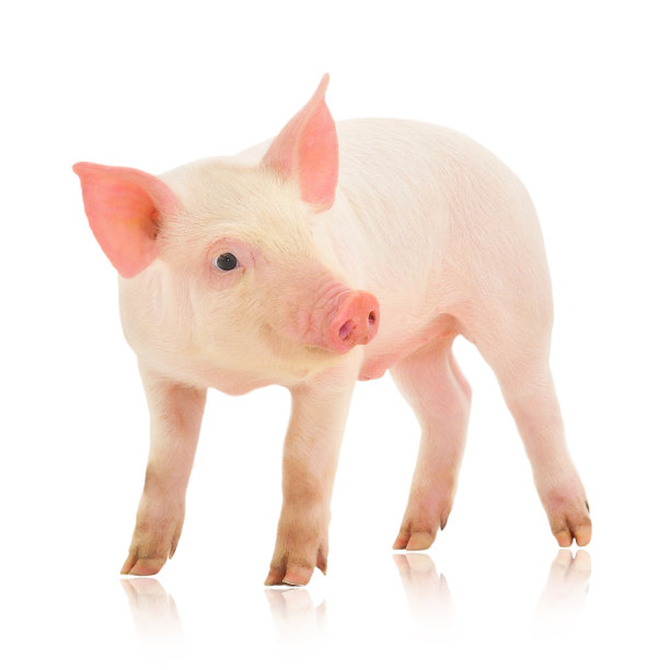 猪在白图片下载