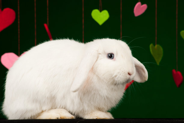 白色毛茸茸的兔子与情人节。情人节卡片图片下载