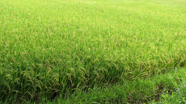 绿油油的稻田图片下载