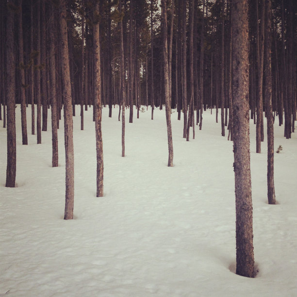 下雪的森林图片下载