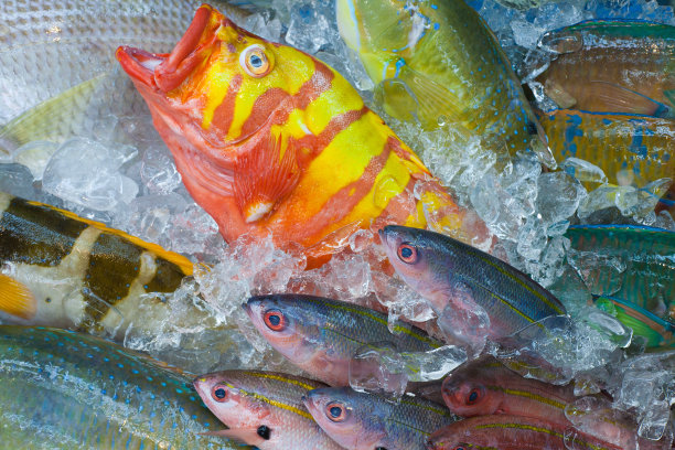 色彩斑斓的日本热带鱼市场，冲绳，日本图片下载