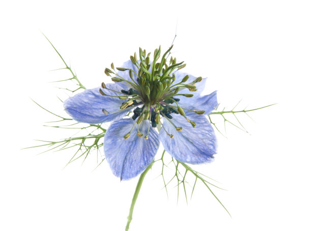 黑种草图片下载