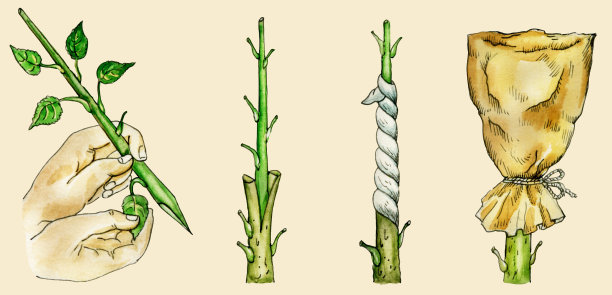 树的割接图片下载