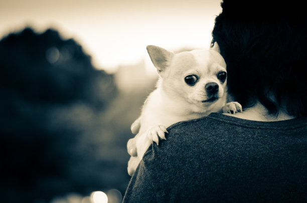 狗和主人图片下载