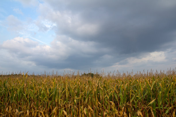 玉米田图片下载