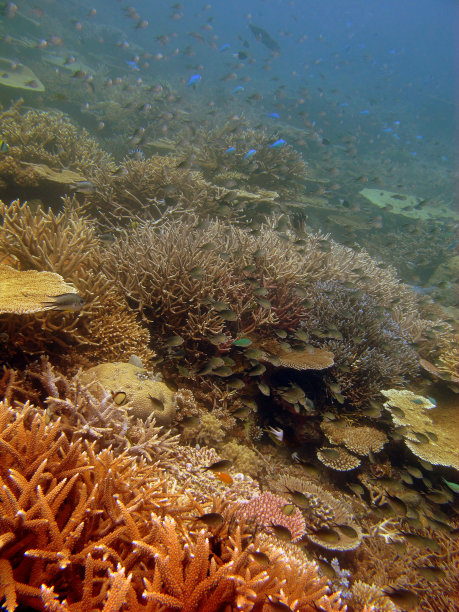 水下的场景图片下载